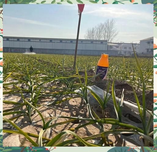 春大蒜种植技术视频
