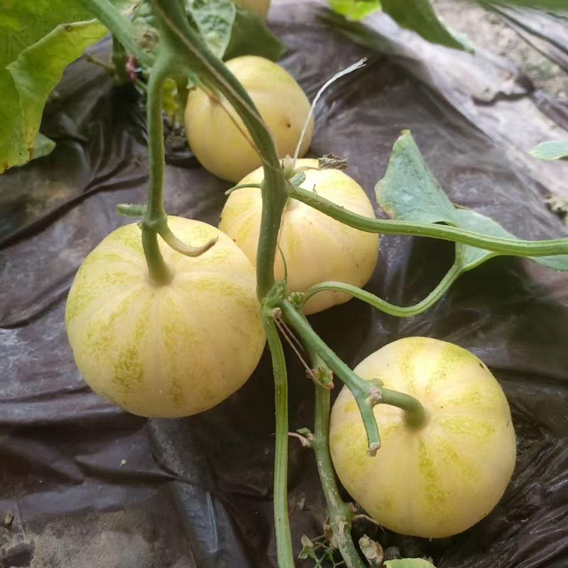 蔬菜 瓜果种植技术