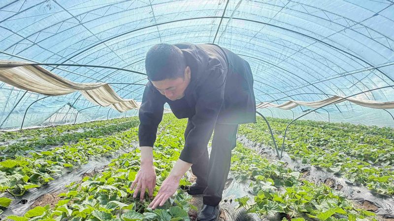 蔬菜 瓜果种植技术