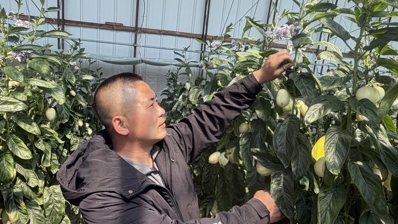 蔬菜 瓜果种植技术