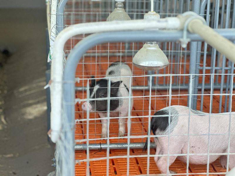 巴马香猪一只多少钱