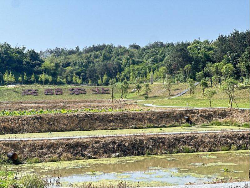 巴马香猪一只多少钱