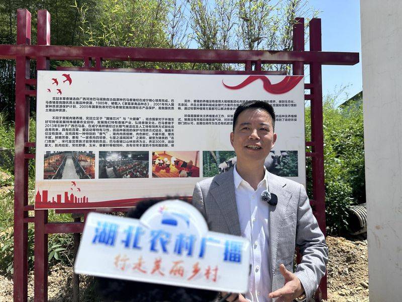 巴马香猪一只多少钱