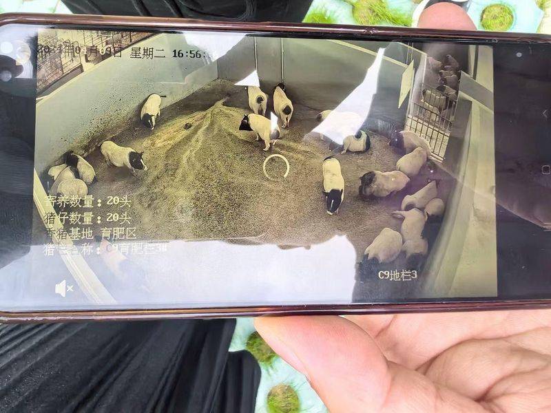 巴马香猪一只多少钱