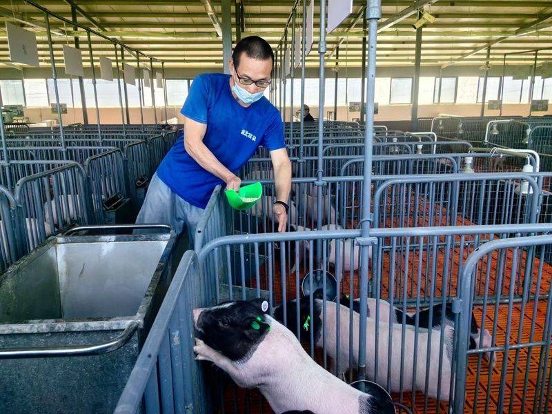 巴马香猪一只多少钱