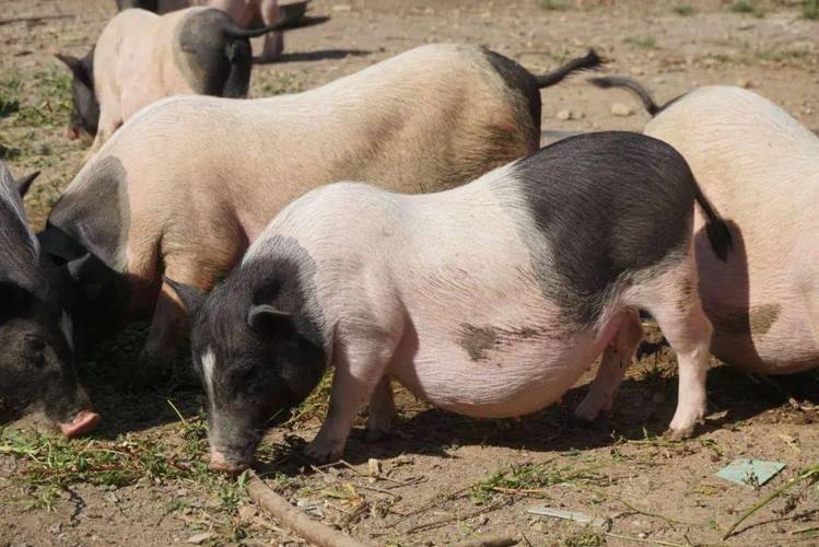 巴马香猪一只多少钱