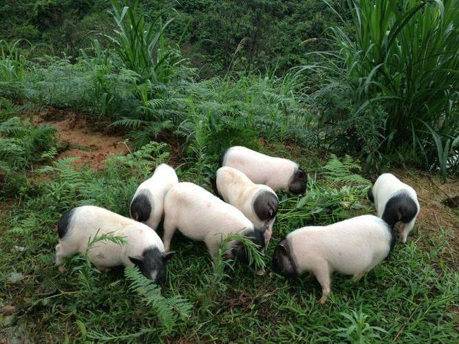 巴马香猪一只多少钱