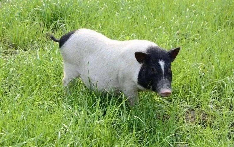 巴马香猪一只多少钱