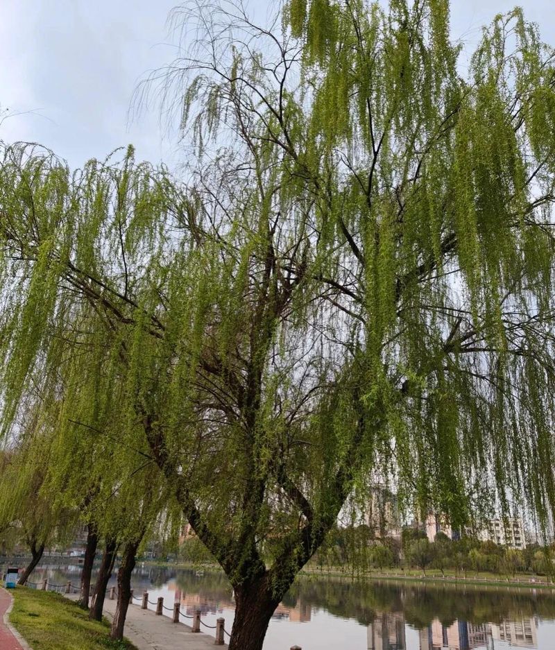 桑树种植技术要点