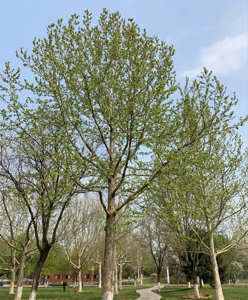 桑树种植技术要点