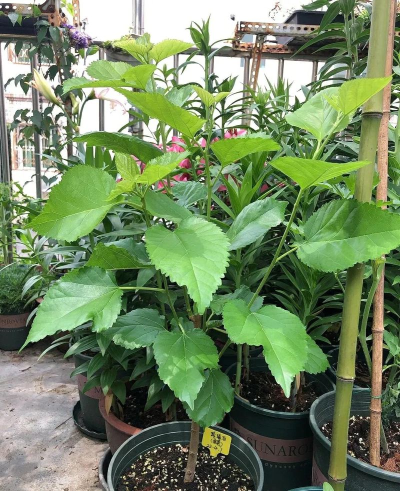 桑树种植技术要点
