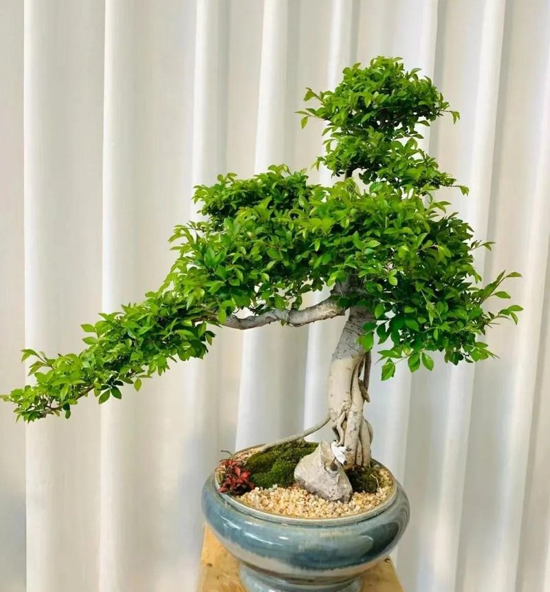 桑树种植技术要点