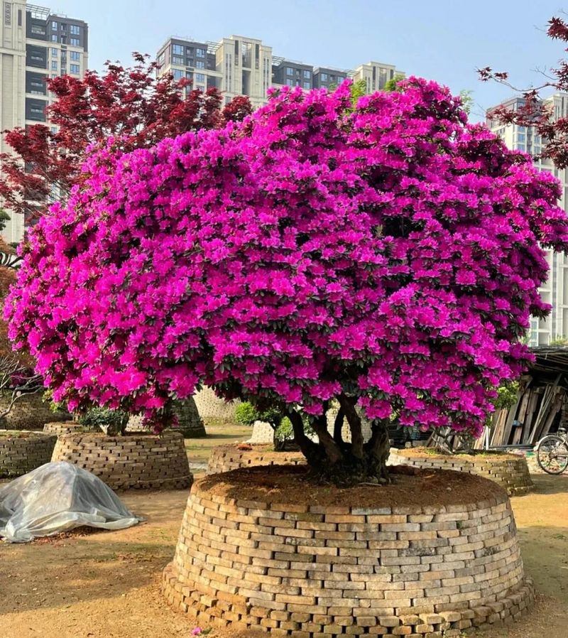 桑树种植技术要点