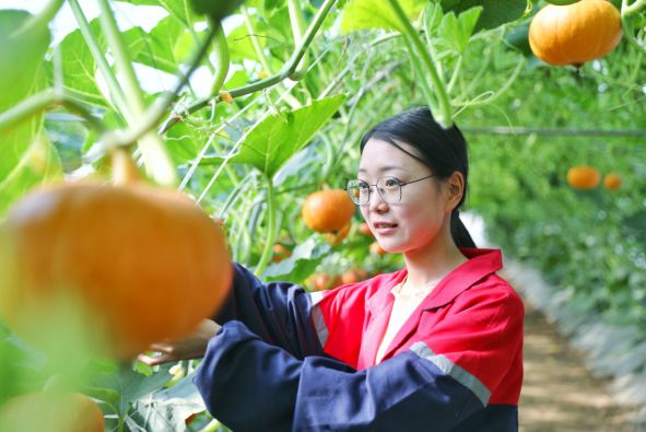 蔬菜 瓜果种植技术
