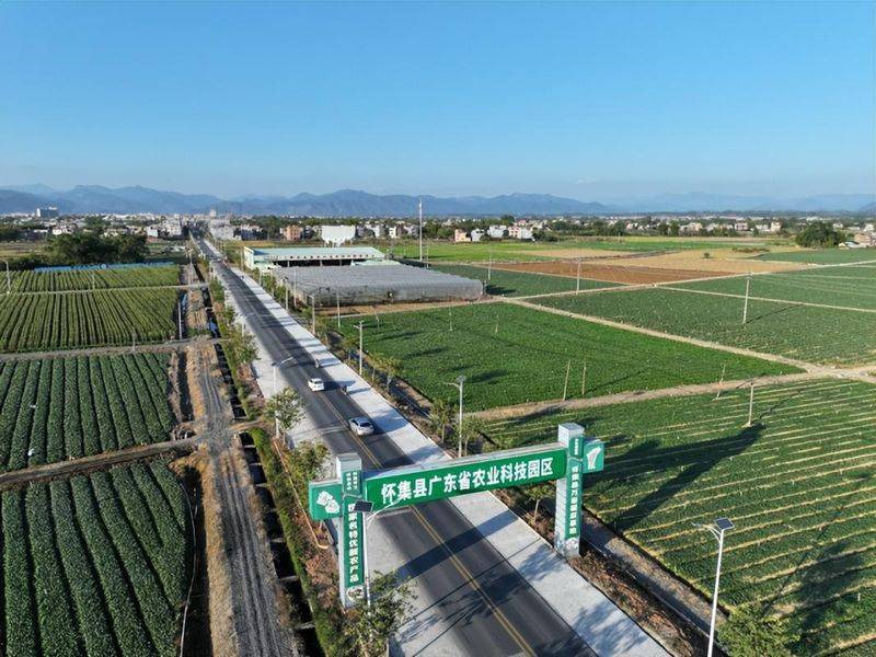桑树种植技术要点