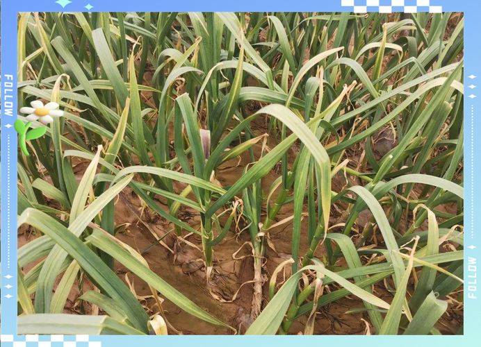 春大蒜种植技术视频