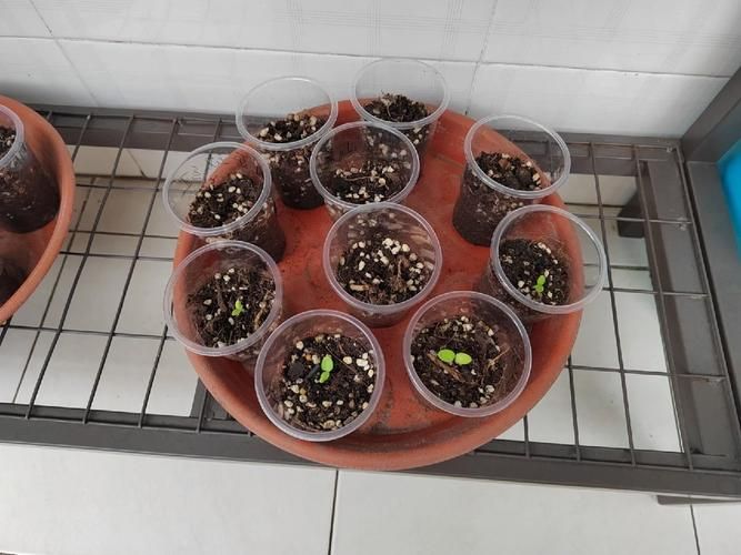 自己天竺葵种子种植方法