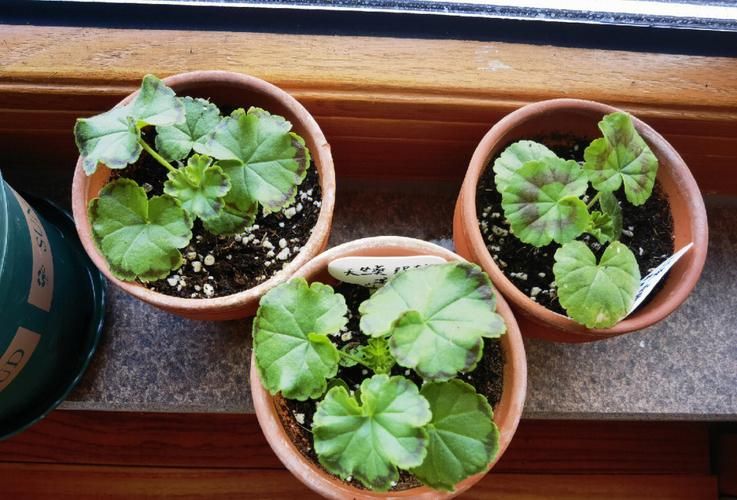 自己天竺葵种子种植方法