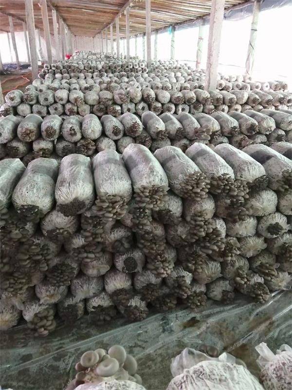 食用菌种植技术视频