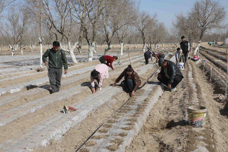 春播正当时 辣椒种植忙