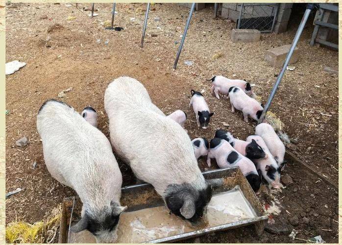 巴马香猪一只多少钱