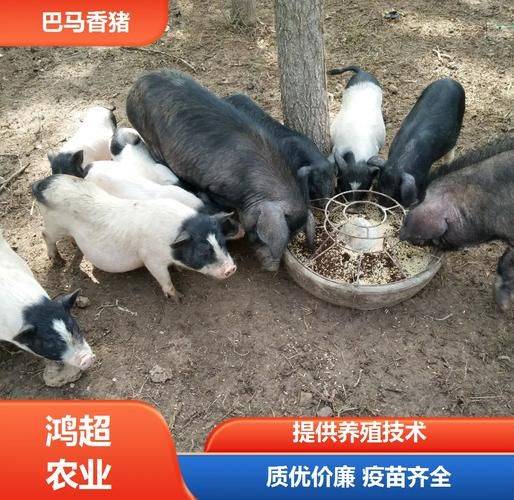巴马香猪一只多少钱