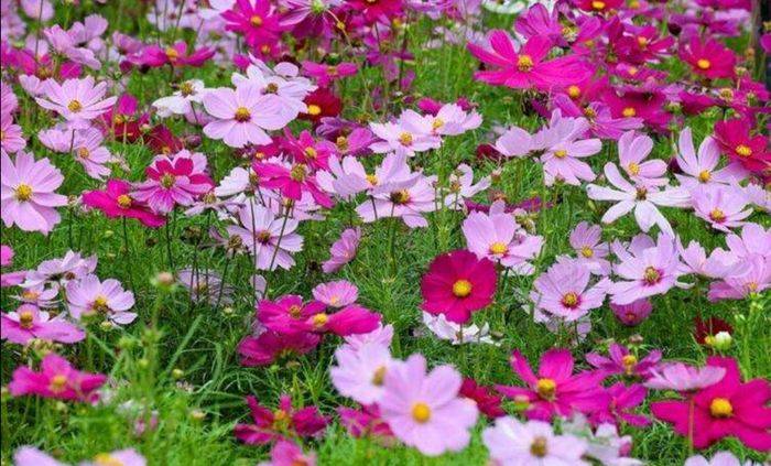 波斯菊种植方法图解