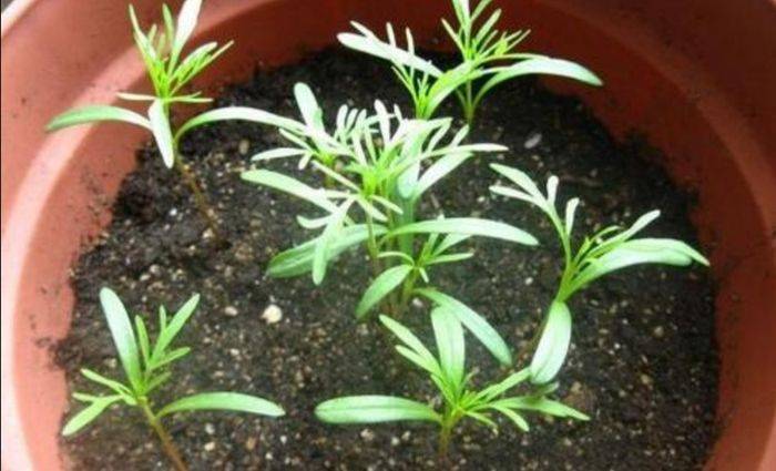 波斯菊种植方法图解
