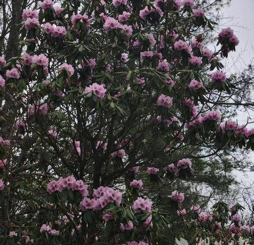 杜鹃花的种植方法