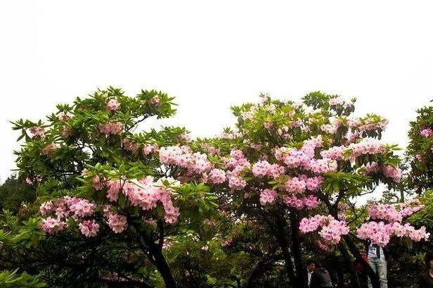 杜鹃花的种植方法