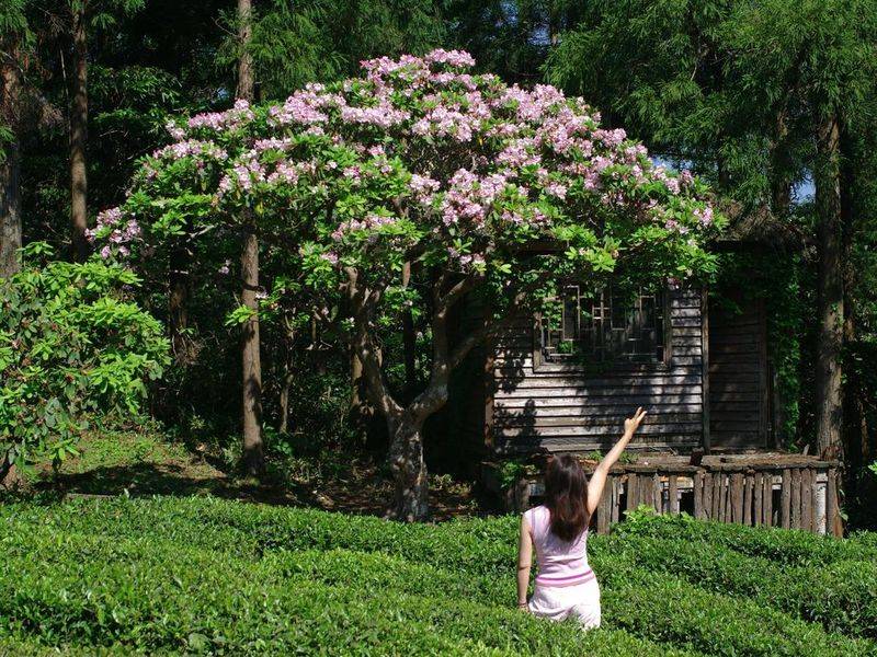 杜鹃花的种植方法