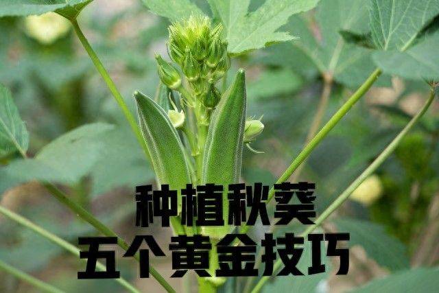 大花秋葵种植方法