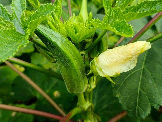 大花秋葵种植方法