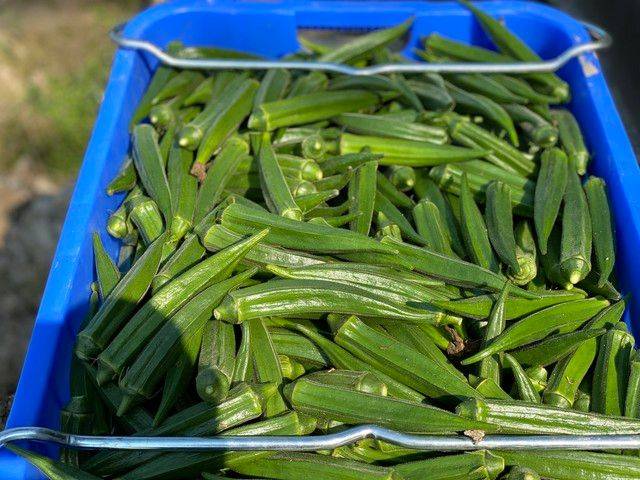 大花秋葵种植方法