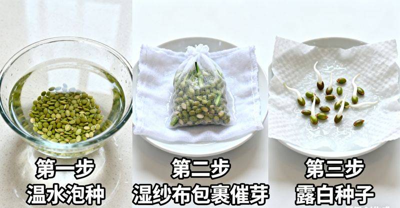 大花秋葵种植方法