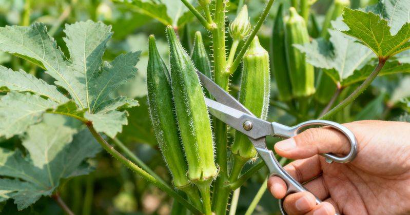 大花秋葵种植方法