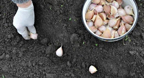 春大蒜种植技术视频