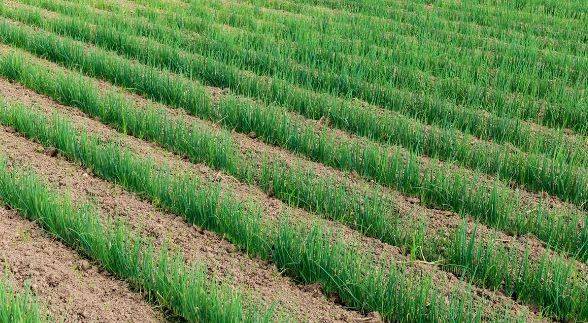 春大蒜种植技术视频