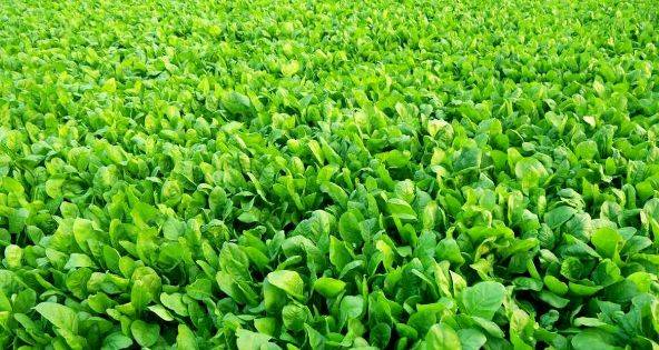 春大蒜种植技术视频