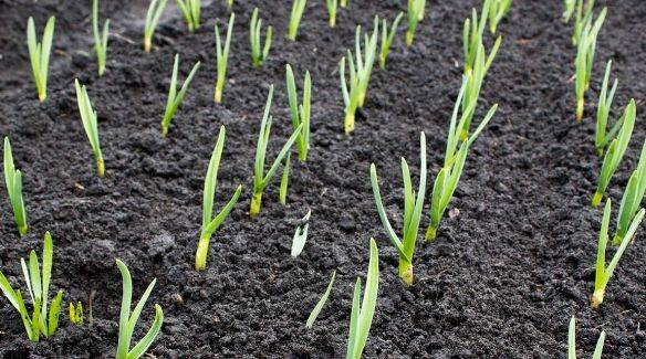 春大蒜种植技术视频