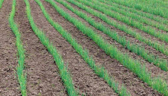 春大蒜种植技术视频