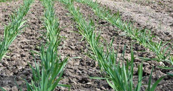 春大蒜种植技术视频