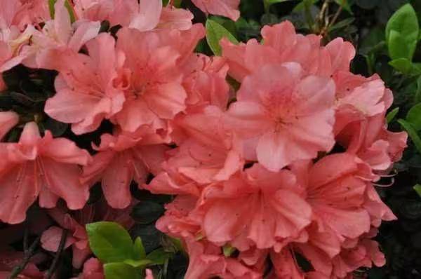 杜鹃花的种植方法