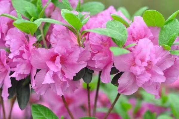 杜鹃花的种植方法