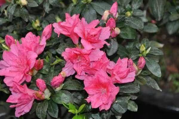 杜鹃花的种植方法