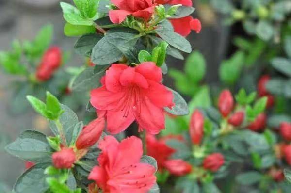 杜鹃花的种植方法