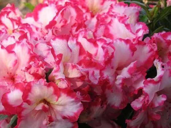 杜鹃花的种植方法