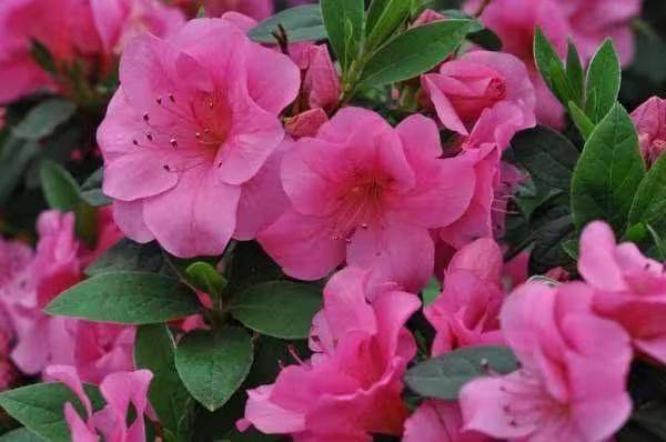 杜鹃花的种植方法