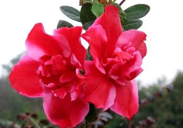 杜鹃花的种植方法