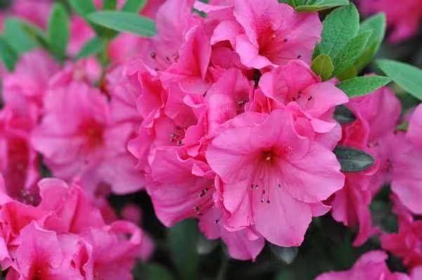 杜鹃花的种植方法